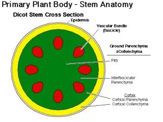 vascular bundles arranged at random throughout stem