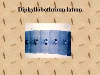 diphyllobothrium latum