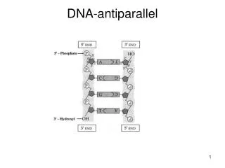 DNA-antiparallel