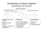 Classification of Cellular Organism ( according to cell structure) - slide 1