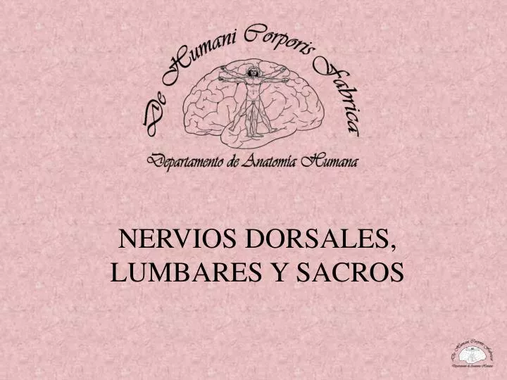 nervios dorsales lumbares y sacros