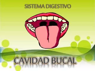 sistema digestivo