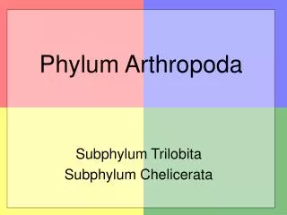 phylum arthropoda