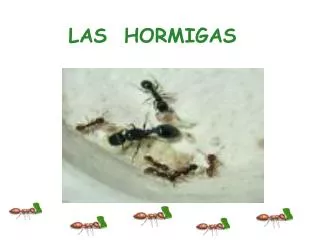 las hormigas