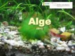 Alge (BIO) - slide 1