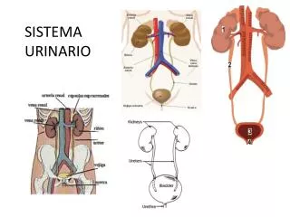 sistema urinario