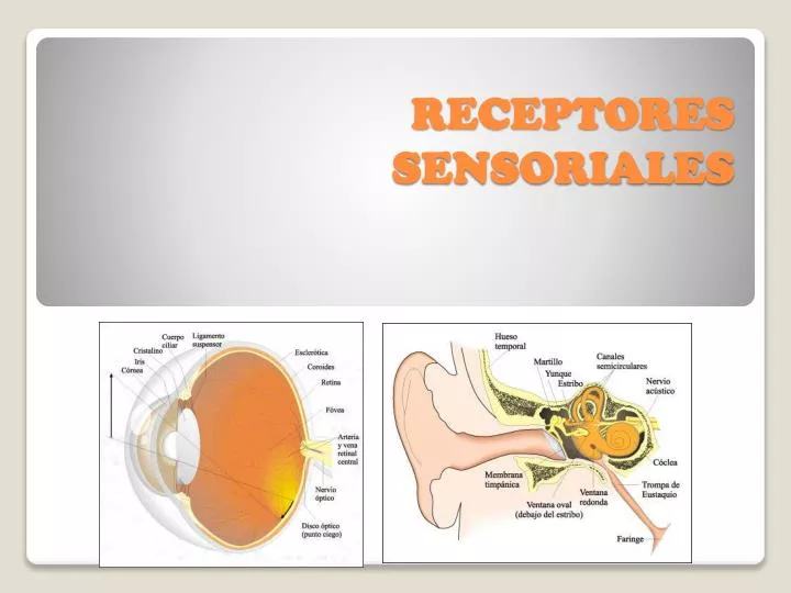receptores sensoriales