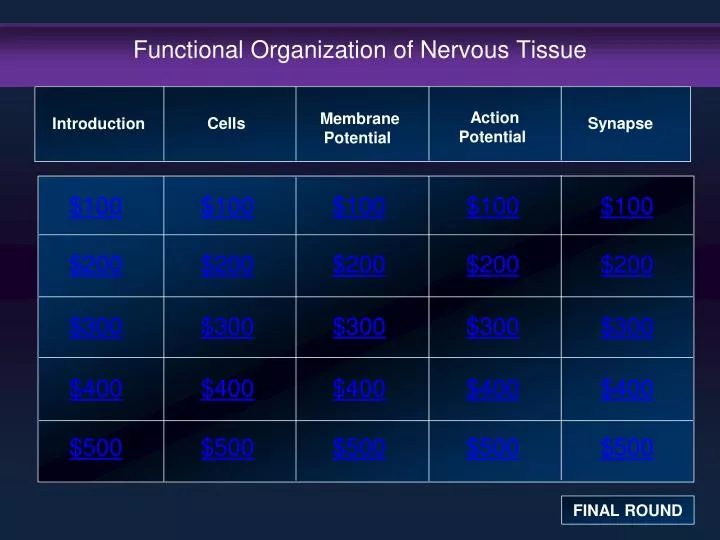 functional organization of nervous tissue