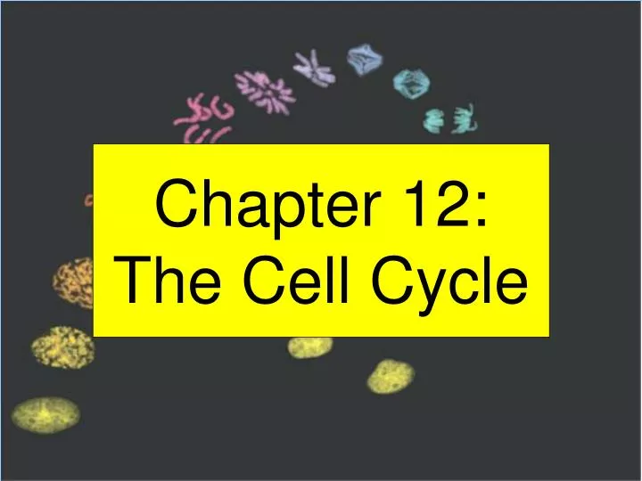 chapter 12 the cell cycle