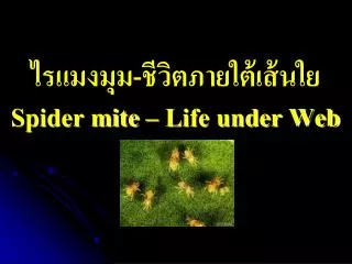 ไรแมงมุม-ชีวิตภายใต้เส้นใย Spider mite – Life under Web