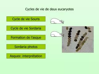 cycles de vie de deux eucaryotes