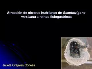 atracci n de obreras hu rfanas de scaptotrigona mexicana a reinas fisiog stricas