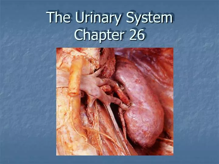 the urinary system chapter 26