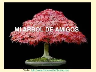 mi rbol de ami gos