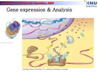 Gene expression &amp; Analysis