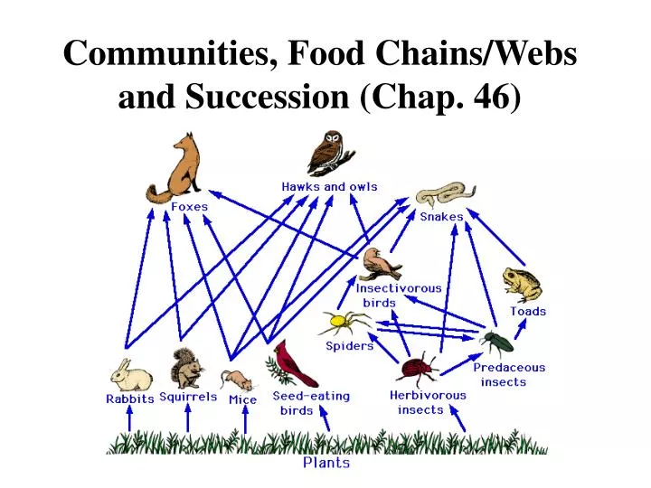 communities food chains webs and succession chap 46