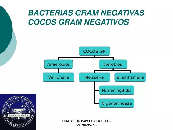 Ppt Bacterias Gram Negativas Cocos Gram Negativos Powerpoint