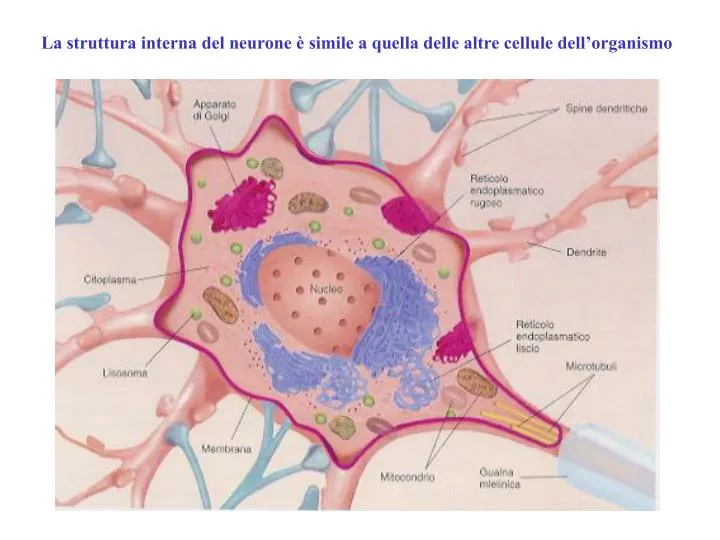 la struttura interna del neurone simile a quella delle altre cellule dell organismo
