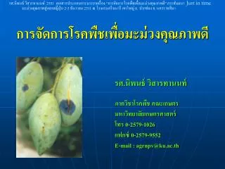 การจัดการโรคพืชเพื่อมะม่วงคุณภาพดี