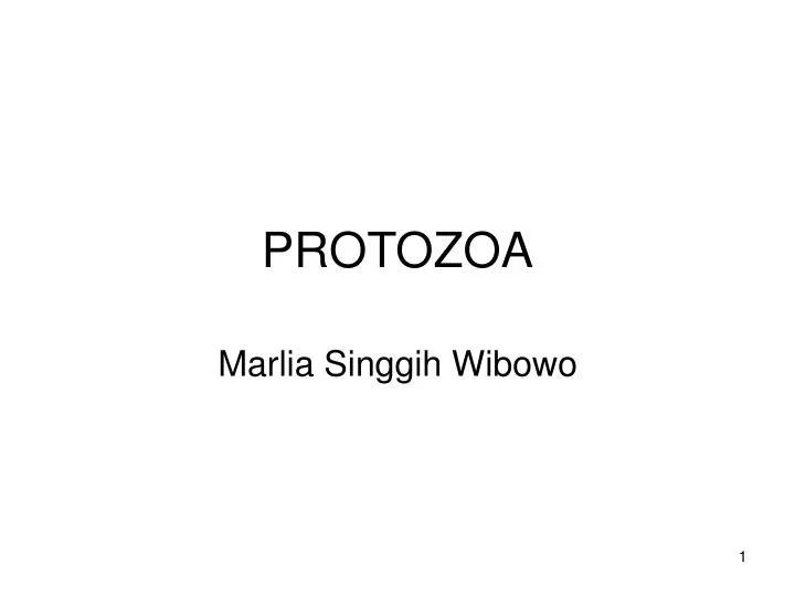 protozoa