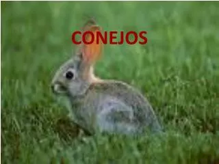 conejos