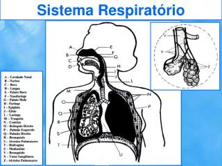 Sistema Respiratório