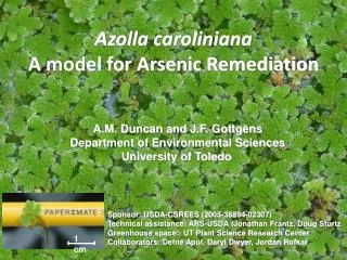 Azoll a caroliniana A model for Arsenic Remediation