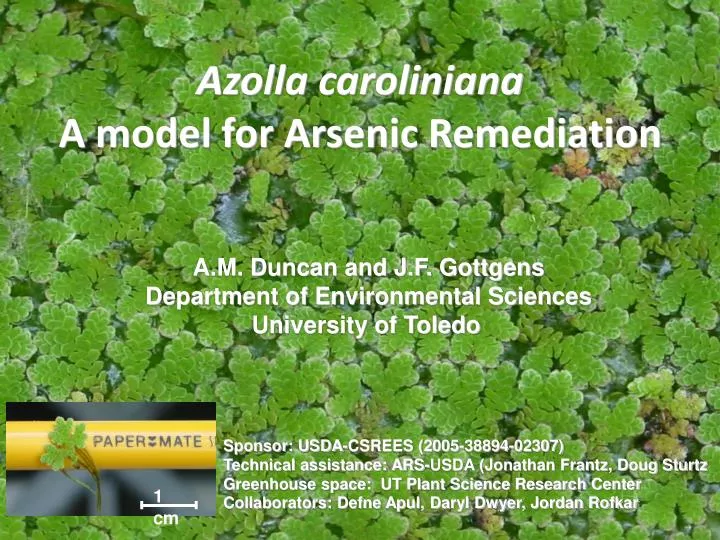 azoll a caroliniana a model for arsenic remediation