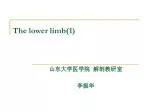 The lower limb(1) - slide 1