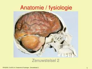 anatomie fysiologie