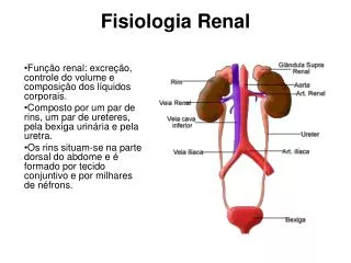 fisiologia renal