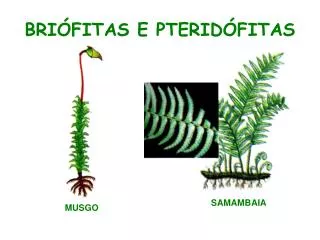 bri fitas e pterid fitas