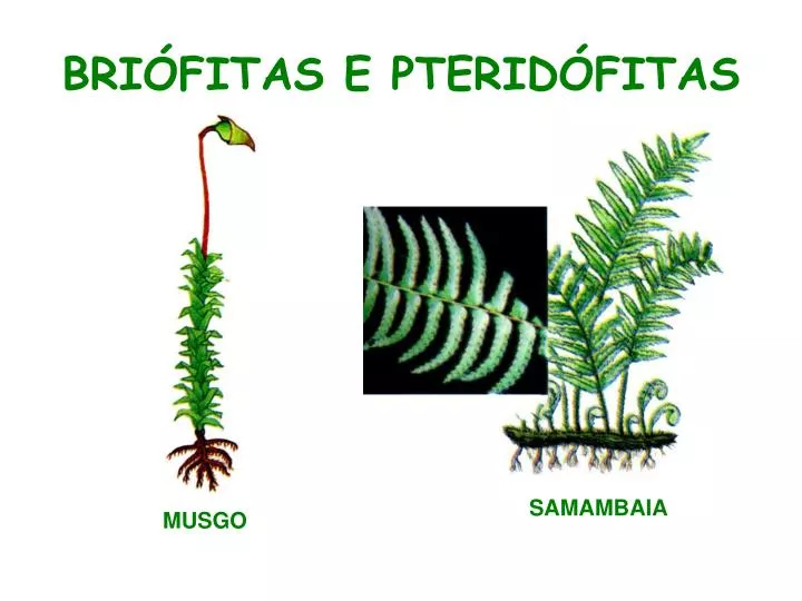 bri fitas e pterid fitas