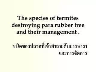 The species of termite s destroying para rubber tree and their management .