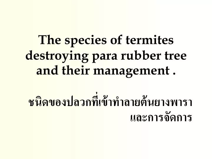 the species of termite s destroying para rubber tree and their management