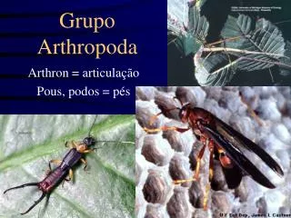 grupo arthropoda
