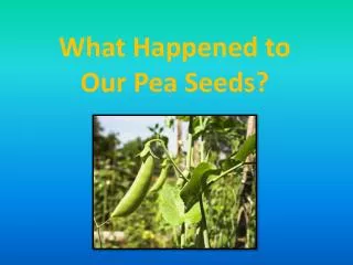 What Happened to Our Pea Seeds?