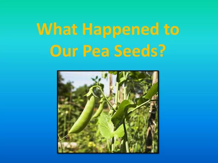 what happened to our pea seeds