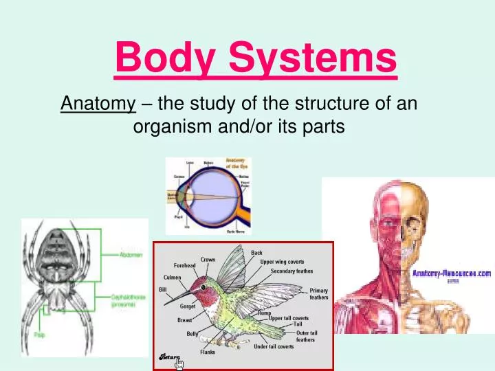 anatomy the study of the structure of an organism and or its parts