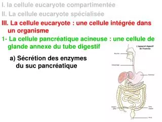 I. la cellule eucaryote compartimentée II. La cellule eucaryote spécialisée III. La cellule eucaryote : une cellule inté
