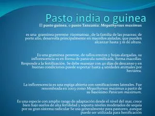 pasto india o guinea