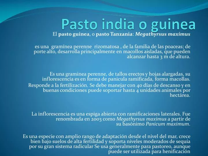 pasto india o guinea