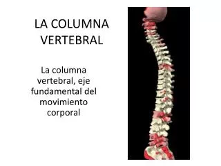 la columna vertebral