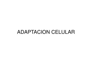 adaptacion celular