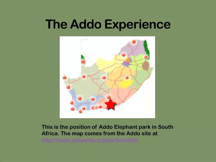 the addo experience