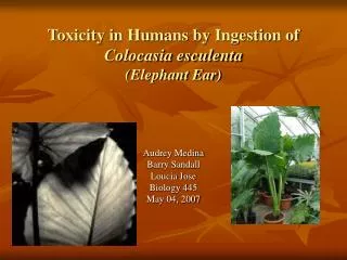 Toxicity in Humans by Ingestion of Colocasia esculenta (Elephant Ear)