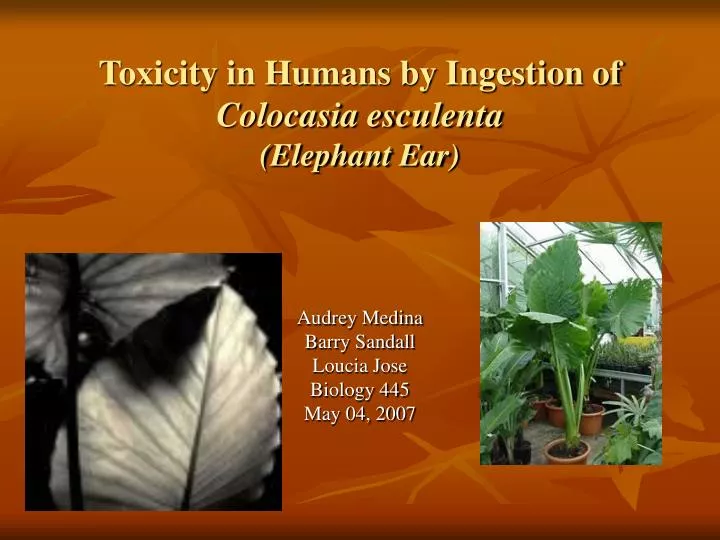 toxicity in humans by ingestion of colocasia esculenta elephant ear