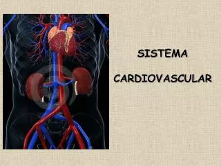 sistema cardiovascular