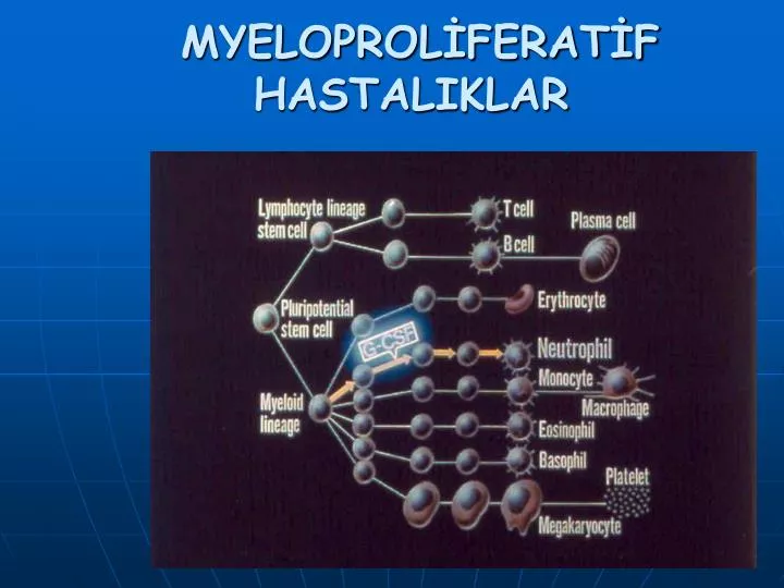 myeloprol ferat f hastaliklar