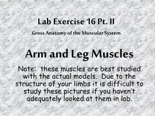 Lab Exercise 16 Pt. II Gross Anatomy of the Muscular System